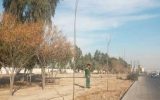 کاشت بیش از ۲۵۰ اصله درخت در مسیر بزرگراه‌های شهید هاشمی و آزادگان