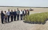 آغاز پروژه بزرگ کاشت نهال حرا توسط شرکت پتروشیمی کارون