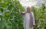 راهاندازی ۱۲ واحد گلخانه در مهرستان راهاندازی ۱۲ واحد گلخانه در مهرستان