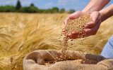 پرداخت مطالبات گندم‌کاران شتاب گرفت؛واریز ۱۱ هزار میلیارد تومان به حساب ۲۳ هزار گندم‌کار با عاملیت بانک کشاورزی